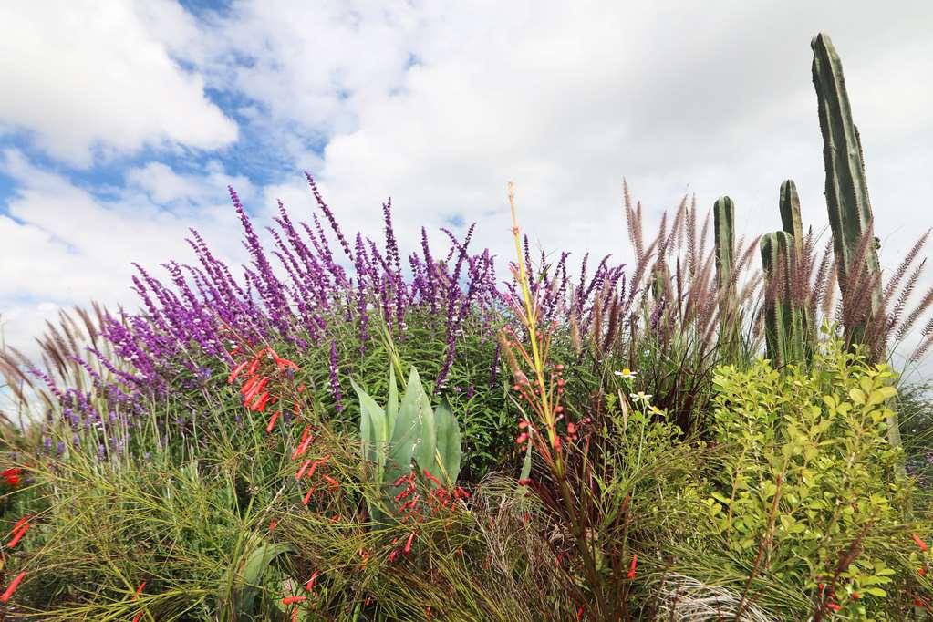 Albor San Miguel De Allende Tapestry Collection By Hilton Exteriér fotografie