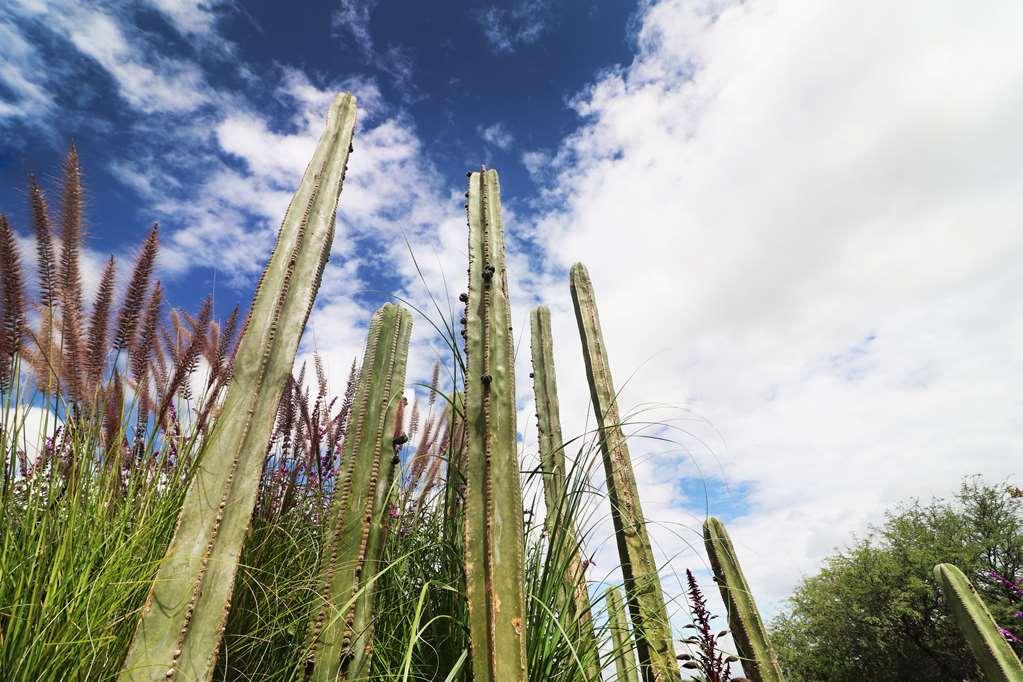 Albor San Miguel De Allende Tapestry Collection By Hilton Exteriér fotografie