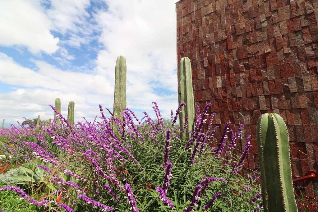 Albor San Miguel De Allende Tapestry Collection By Hilton Exteriér fotografie